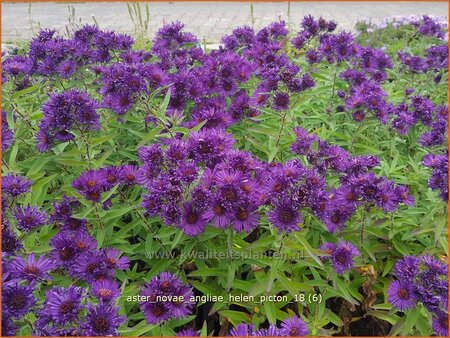 Aster novae-angliae &#39;Helen Picton&#39;