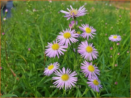 Aster &#39;Pink Star&#39;