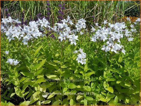 Campanula lactiflora &#39;Alba&#39;