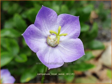 Campanula &#39;Royal Wave&#39;