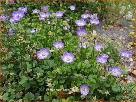 Campanula &#39;Royal Wave&#39;