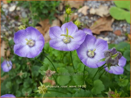 Campanula &#39;Royal Wave&#39;