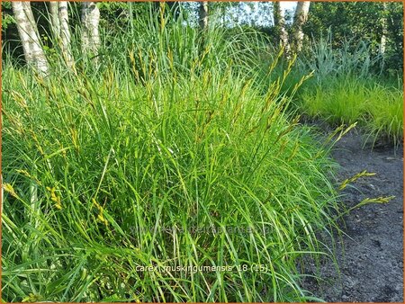 Carex muskingumensis