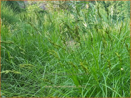 Carex muskingumensis