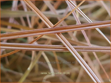 Carex tenuiculmis