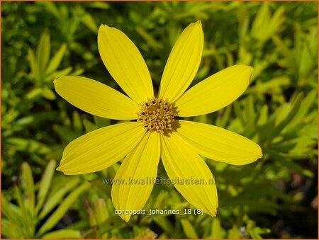 Coreopsis &#39;Johannes&#39;