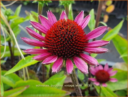 Echinacea purpurea &#39;Vintage Wine&#39;