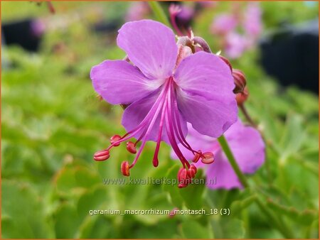 Geranium macrorrhizum &#39;Montasch&#39;