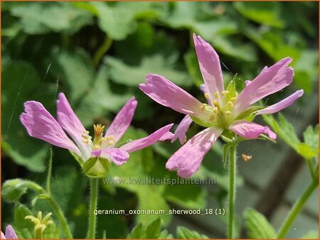 Geranium oxonianum &#39;Sherwood&#39;