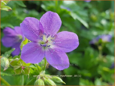 Geranium sylvaticum &#39;Mayflower&#39;