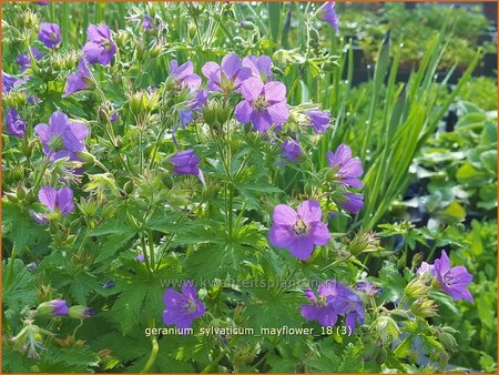 Geranium sylvaticum &#39;Mayflower&#39;