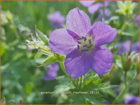 Geranium sylvaticum &#39;Mayflower&#39;