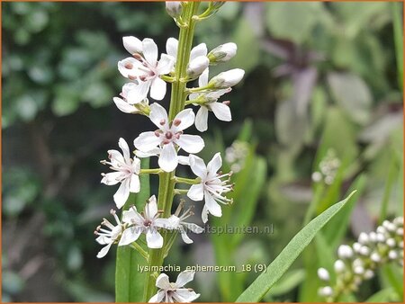 Lysimachia ephemerum