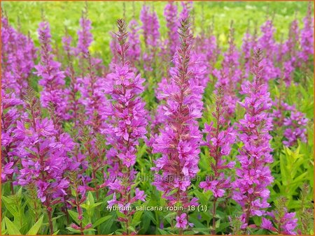 Lythrum salicaria &#39;Robin&#39;