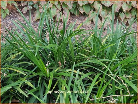 Ophiopogon bodinieri