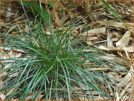 Ophiopogon chingii