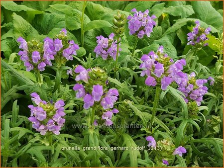 Prunella grandiflora &#39;Gerhard Rudolf&#39;