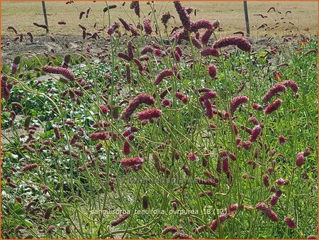 Sanguisorba tenuifolia &#39;Purpurea&#39;