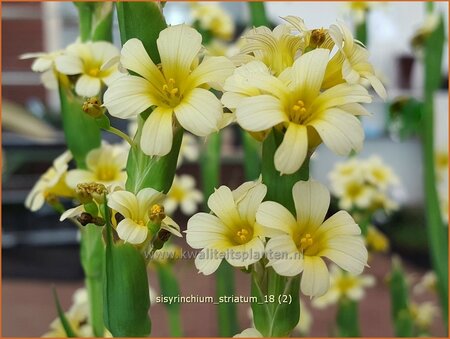 Sisyrinchium striatum