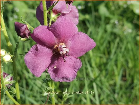 Verbascum &#39;Plum Smokey&#39;