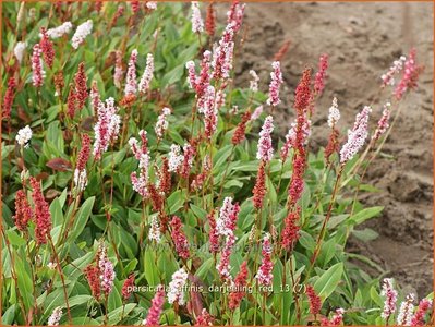 Kruipduizendknoop Persicaria Affinis Darjeeling Red Duizendknoop Kopen Bestellen Kwaliteitsplanten Nl