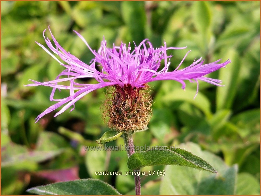 Centaurea Phrygia Wikipedia | atelier-yuwa.ciao.jp